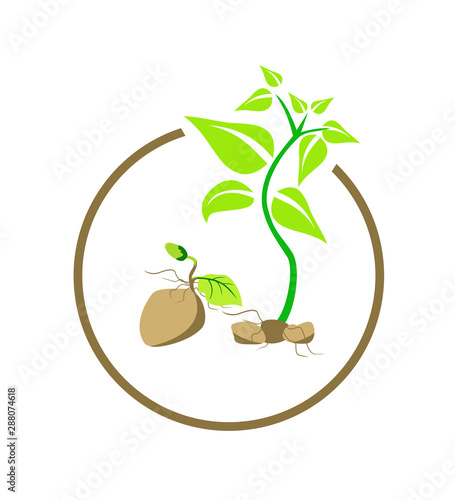 potato seed logo design vector format