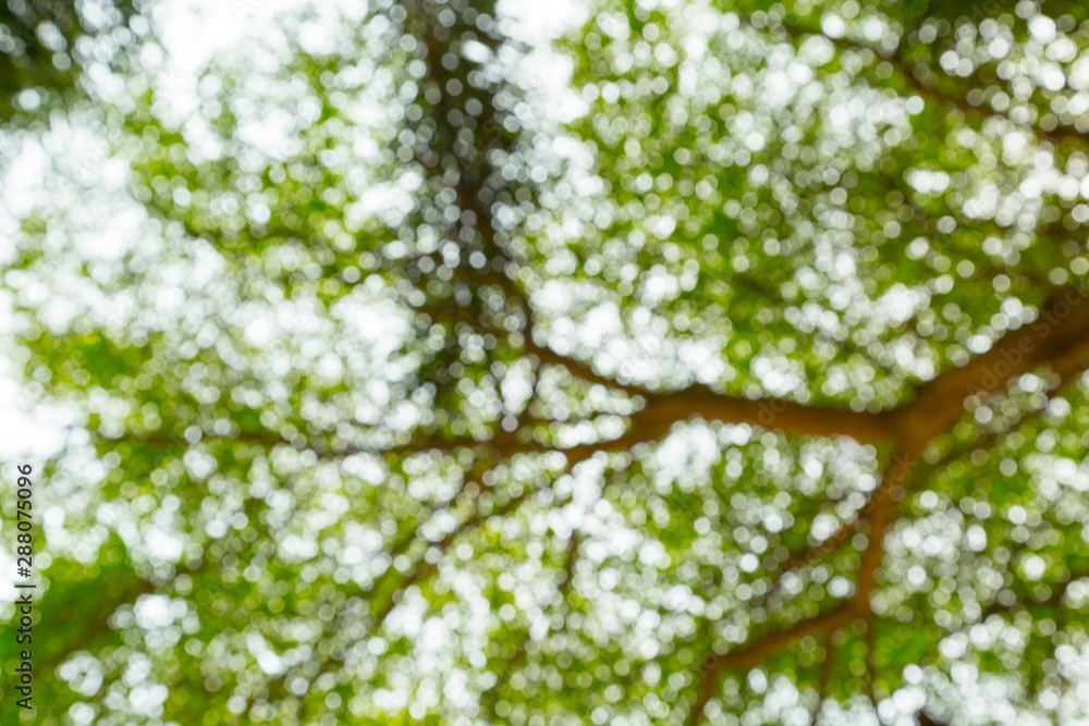 Green bokeh of tree nature Green bokeh of tree nature