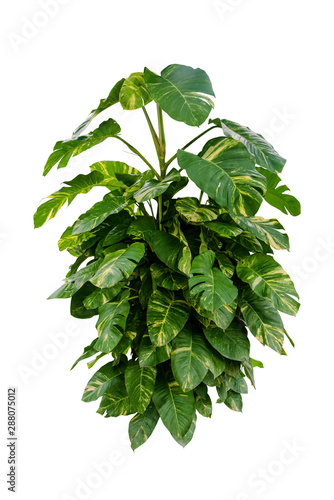 monstera leaves plant isolated include clipping path on white background