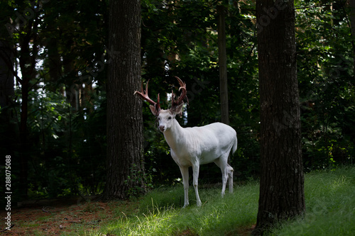  Awesome, rare Albino White tailed Deer Shedding Their Velvet