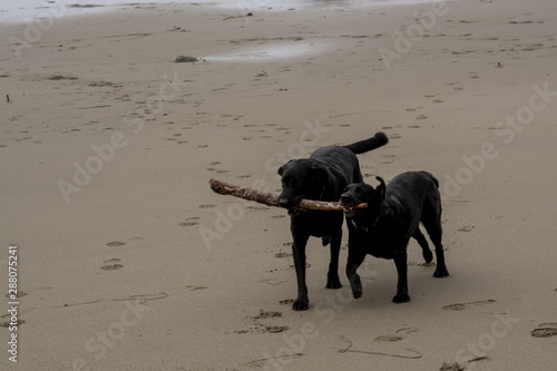 two black Labrador retrievers playing fetch with a stick on a sandy beach