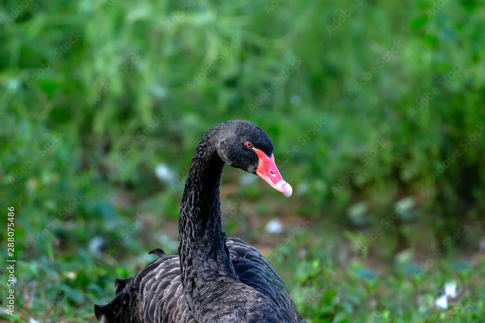The black swan (Cygnus atratus). Species of swan from Australia. The black swan (Cygnus atratus). Species of swan from Australia.