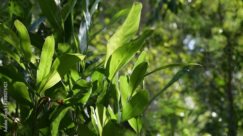 Tropical leaves in morning light, natural background	
