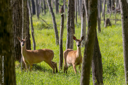 White tailed deer  doe in the forest