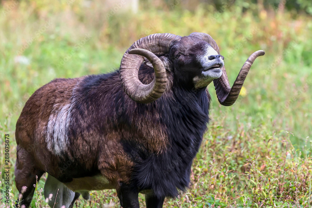 The European mouflon (Ovis orientalis musimon) in game reserve.Male mouflon are known as rams. The European mouflon (Ovis orientalis musimon) in game reserve.Male mouflon are known as rams.