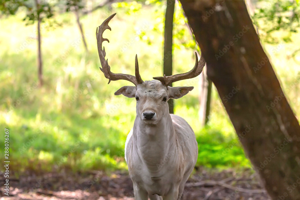 The fallow deer (Dama dama)  in natural inveronment