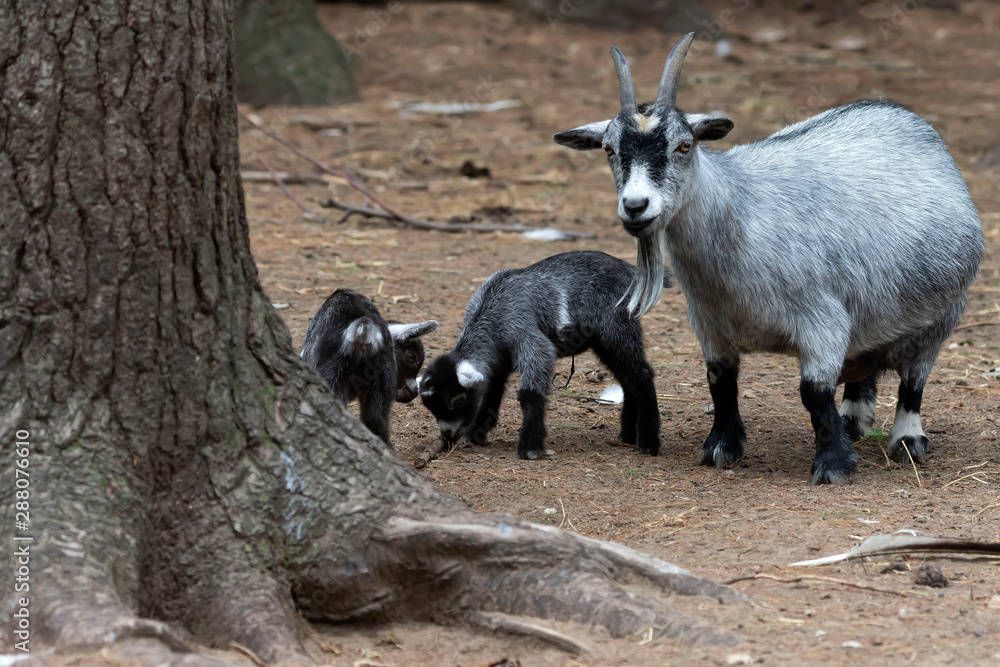 The pygmy goat with their kids in wildlife park. African pygmy goat is domestic miniature breed The pygmy goat with their kids in wildlife park. African pygmy goat is domestic miniature breed