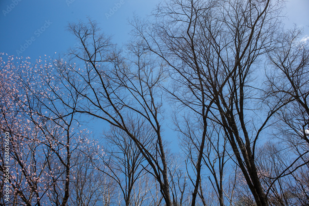 The sakura trees with the sky as the background The sakura trees with the sky as the background