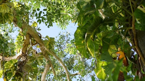 green natural background, tropical tree, ant view. 