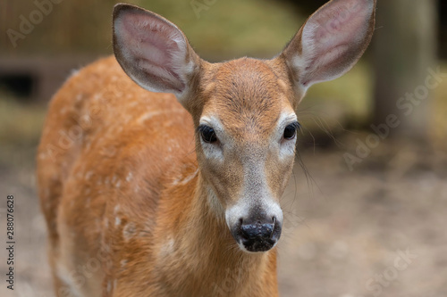 White tailed deer, doe in the forest