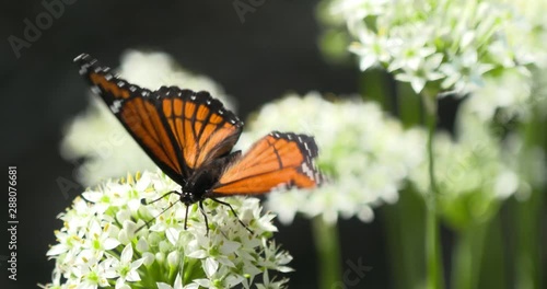 viceroy on white flowers