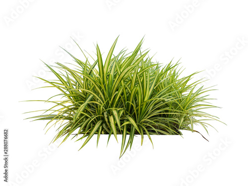 plant isolated include clippingpath on white background