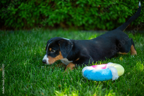 super cute puppy