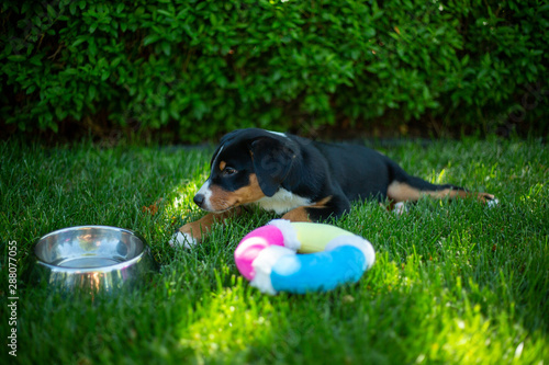super cute puppy
