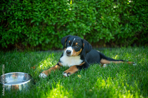 super cute puppy