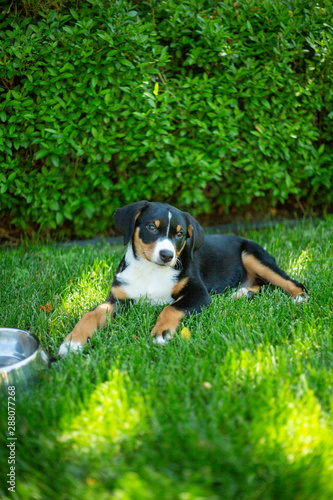 super cute puppy