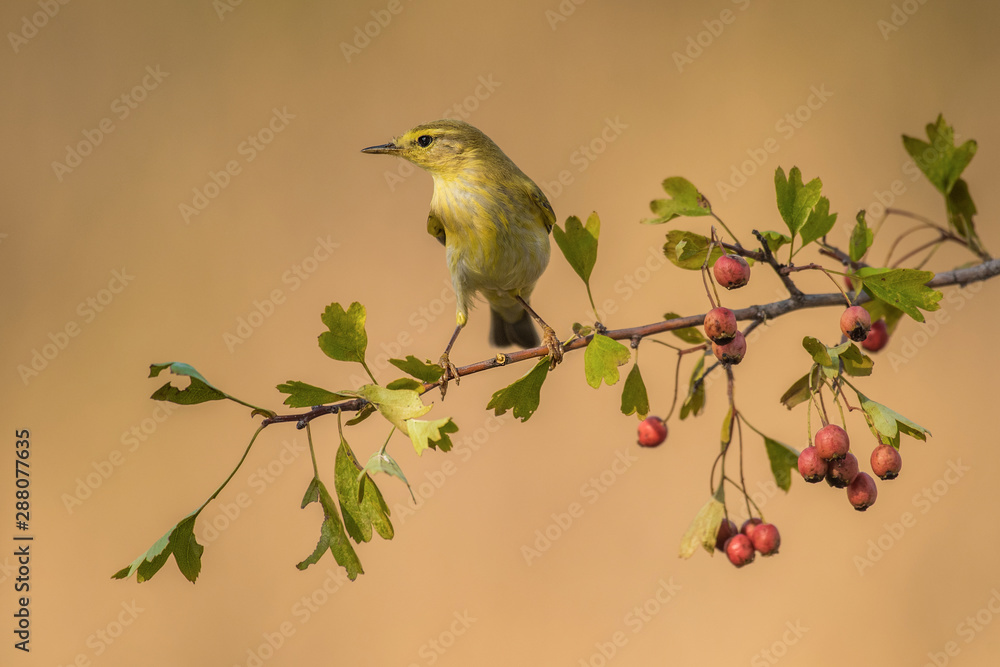 Obraz premium willow warbler bird branch warm background