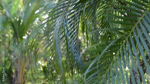Tropical leaves in day light, natural background	