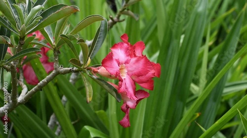 Desert Rose or adenium flower in front of green leaf.