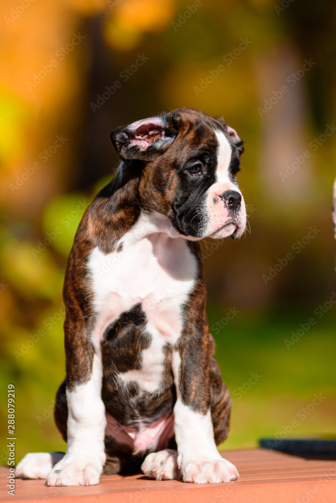 Cute tiger puppy breed boxer in autumn Park. Cute tiger puppy breed boxer in autumn Park.