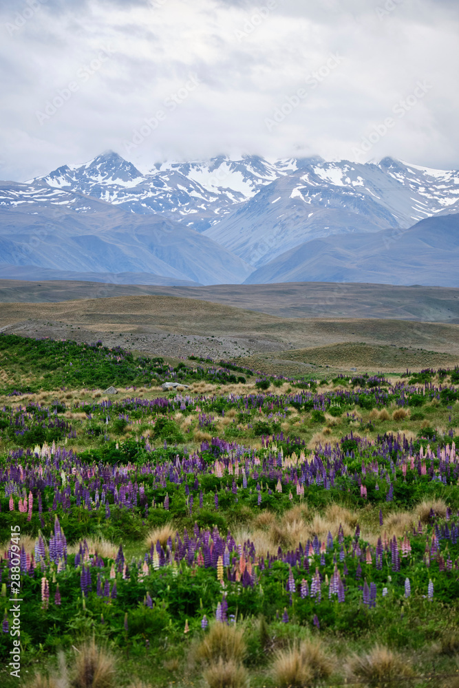 Lupins Wanaka South Island New Zealand with snow capped mountain