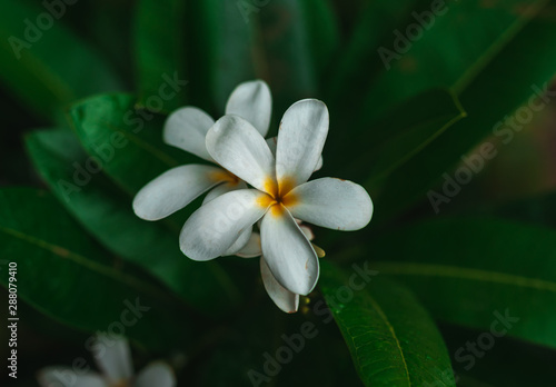 White Plumeria flower plant with green leaves in the background.