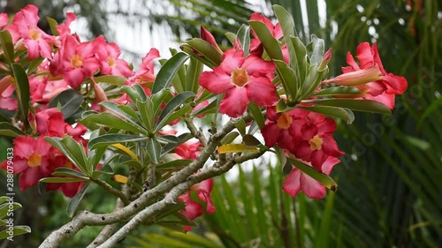 Desert Rose or adenium flower in front of green leaf.