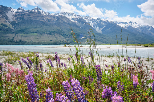 Wild lupin flowers growing at lake next to snow capped mountains Glenorchy South Island New Zealand
