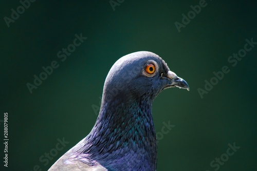 pigeon on blue background