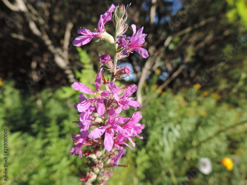 Drummondville nature