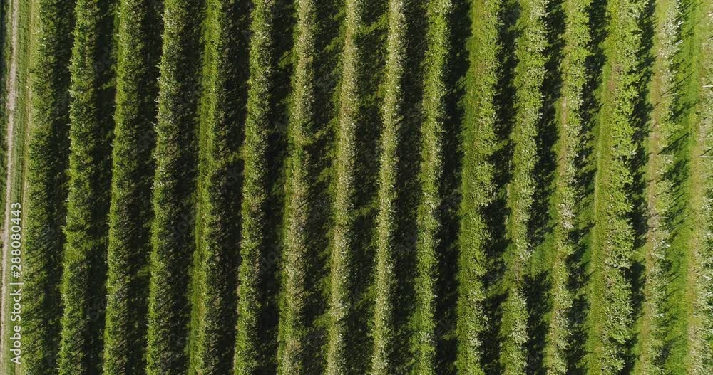 apple orchard in august aerial shoot apple orchard in august aerial shoot