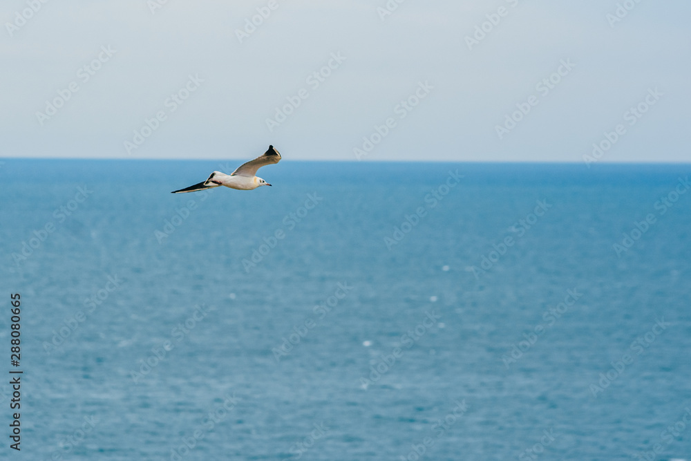 Fototapeta premium blue sky and flying stork