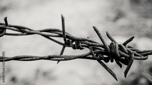 Fotografia Barbed wire. Barbed wire on fence to feel worrying Concept