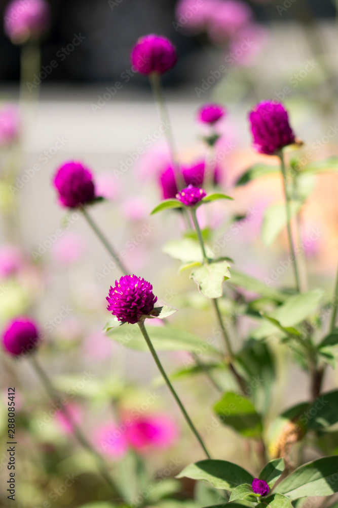 Purple Globe Amaranth in the garden. Purple Globe Amaranth in the garden.