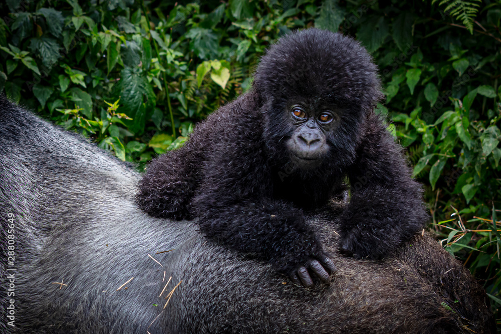 Obraz premium Gorilla baby