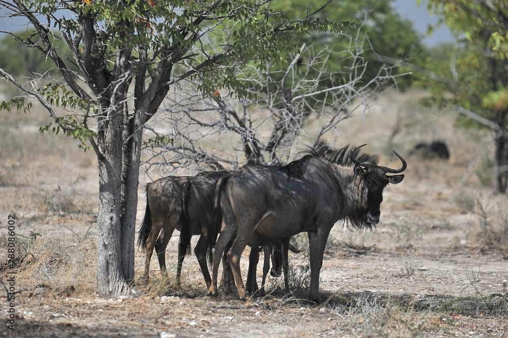 Animals in Etosha National Park in Namibia.