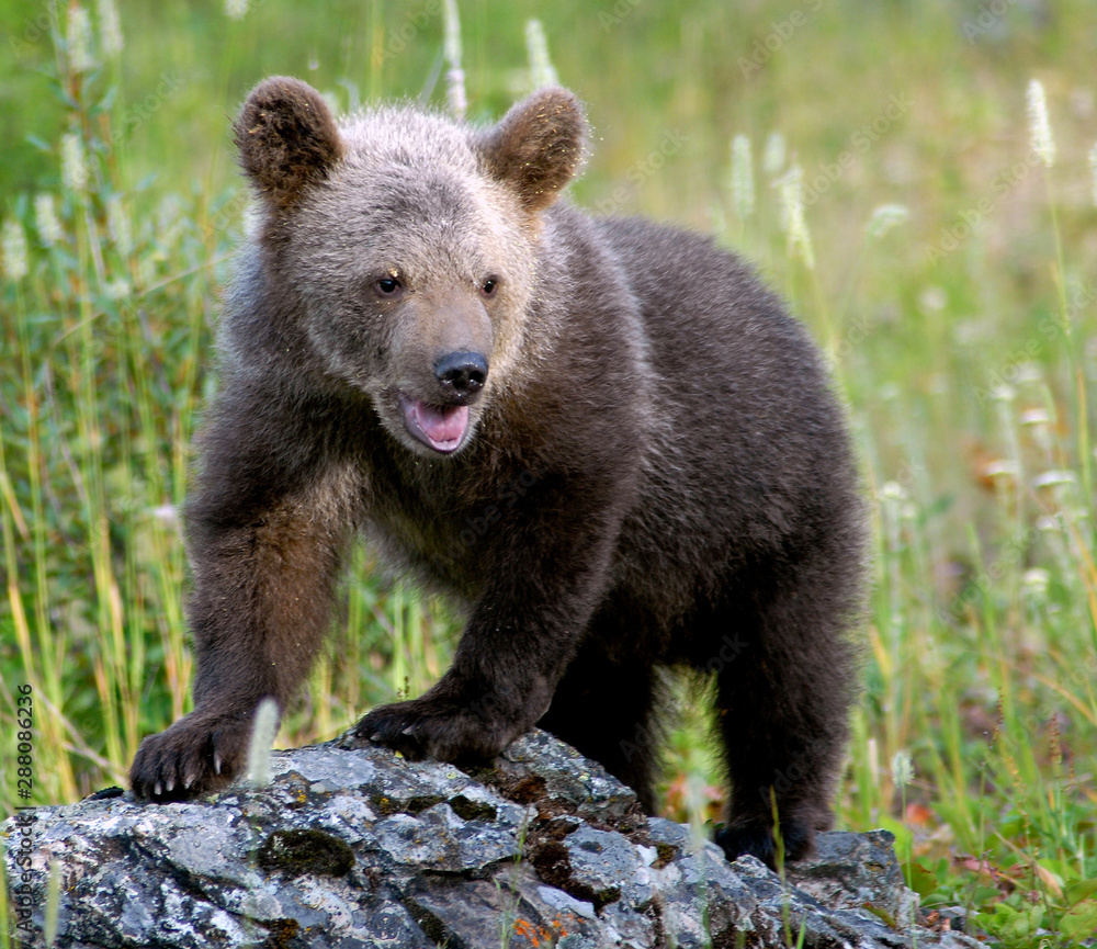 Fototapeta premium Grizzly Cub