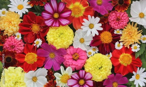 beautiful floral banner, background of garden flowers.