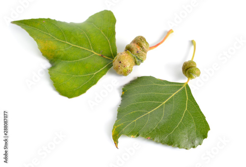 Populus or aspen, cottonwood leawes with Galls. Isolated on white background photo