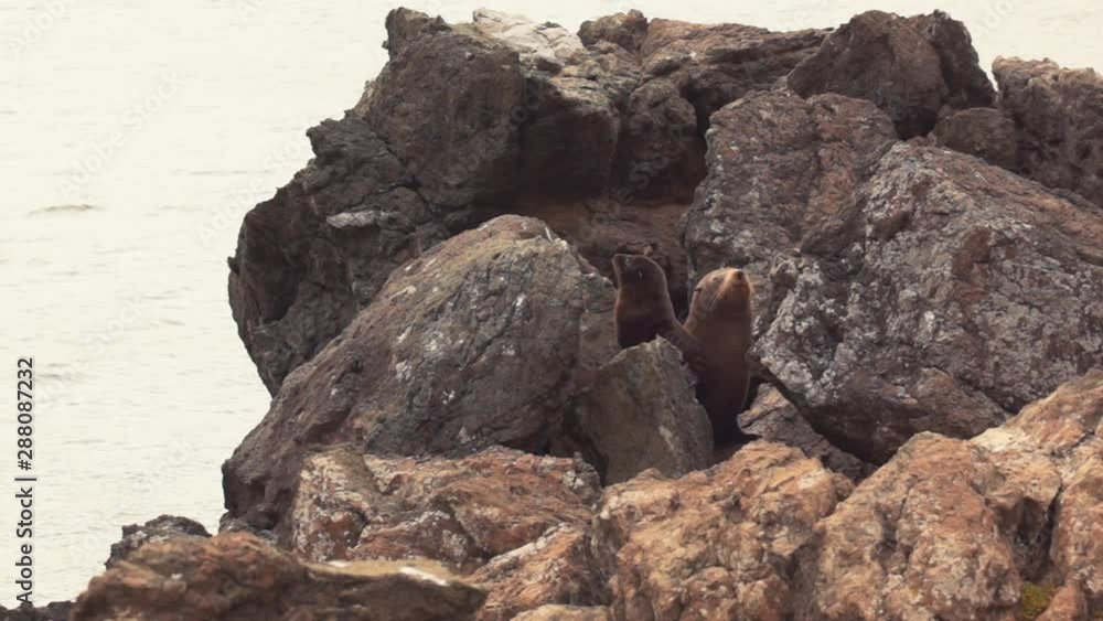 Fur Seals Resting On Rocks In Wellington, New Zealand Fur Seals Resting On Rocks In Wellington, New Zealand