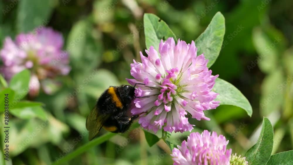 The bumblebee on a flower eats nectar. The bumblebee on a flower eats nectar.