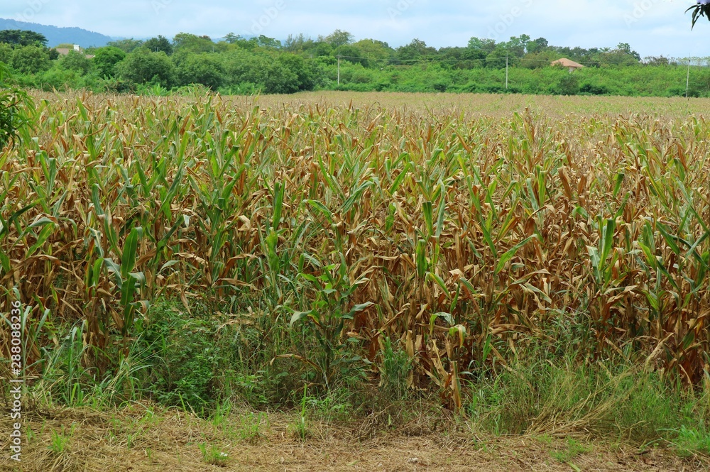Obraz premium Corn field with big mountain and big green trees background. Agriculture and plant concept.