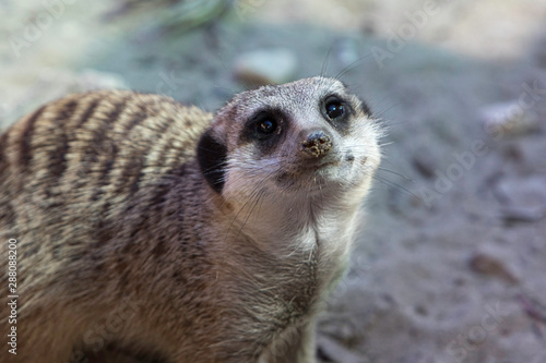 A closeup and front view of a curious Meerkat (suricata suricatta), with sand covered nose and long black whiskers, friendly animal portrait with copy space. © Alessandro Grandini