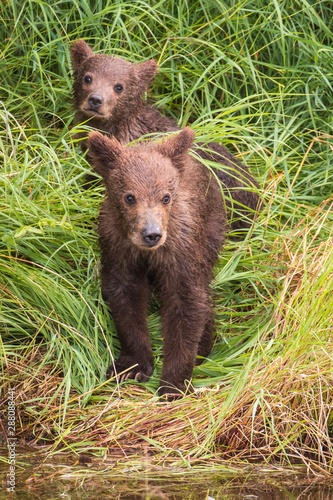 Grizzly Cubs