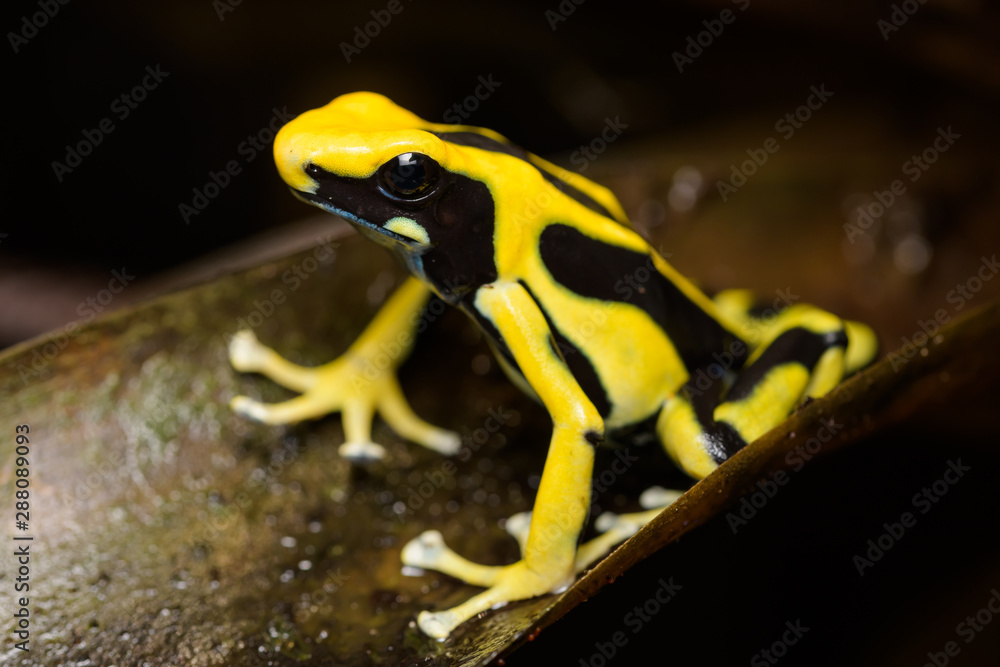 Fototapeta premium Dyeing poison dart frog 