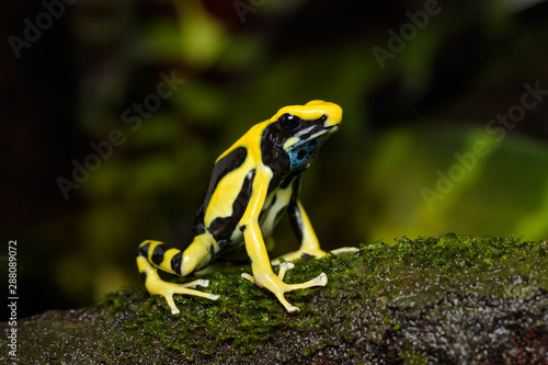 Dyeing poison dart frog "Regina" on a mossy log