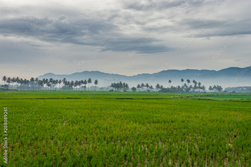 green rice field with palm tree and mountain background green rice field with palm tree and mountain background