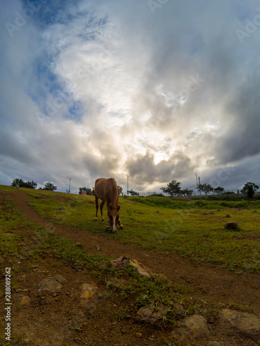 Horse Grazing in open fields, Sunset. © Akshay