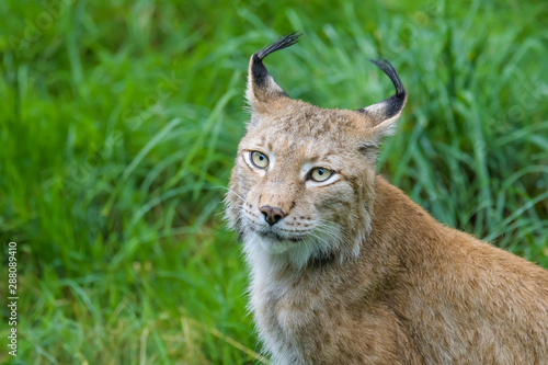 Closeup portrait of a european lynx