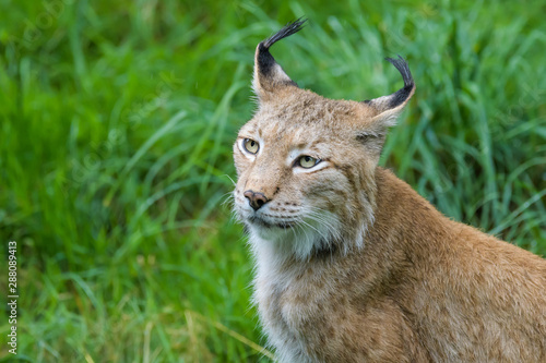 Closeup portrait of a european lynx